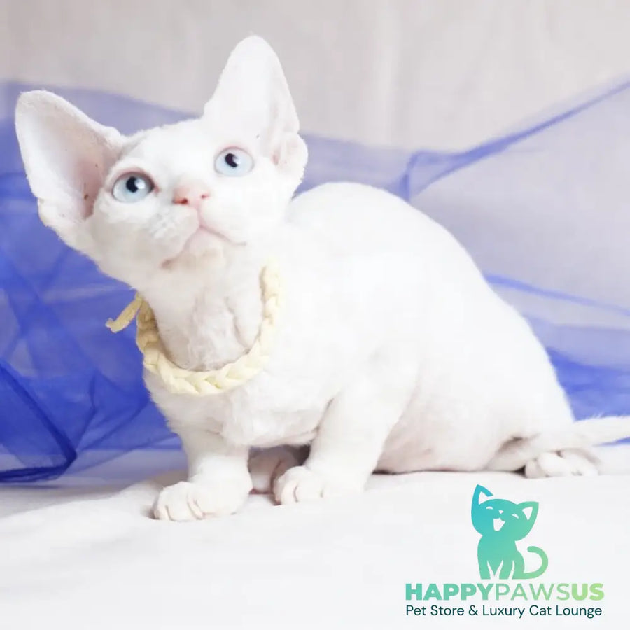 Naitiri Devon Rex female white - live animals