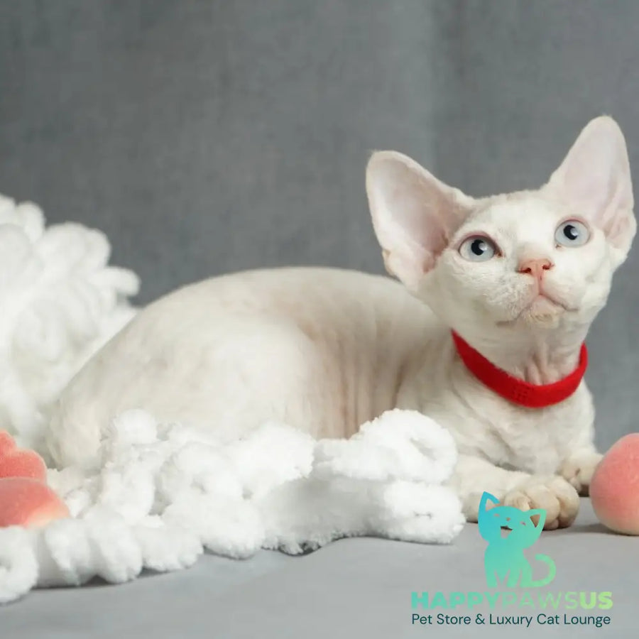 Naitiri Devon Rex female white - live animals