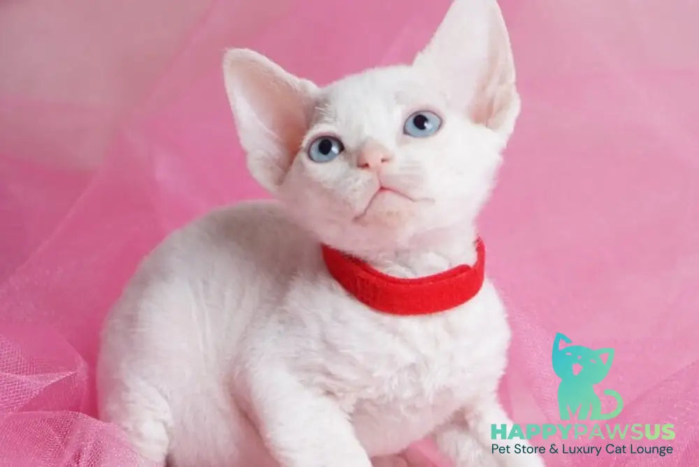 Naitiri Devon Rex female white - live animals