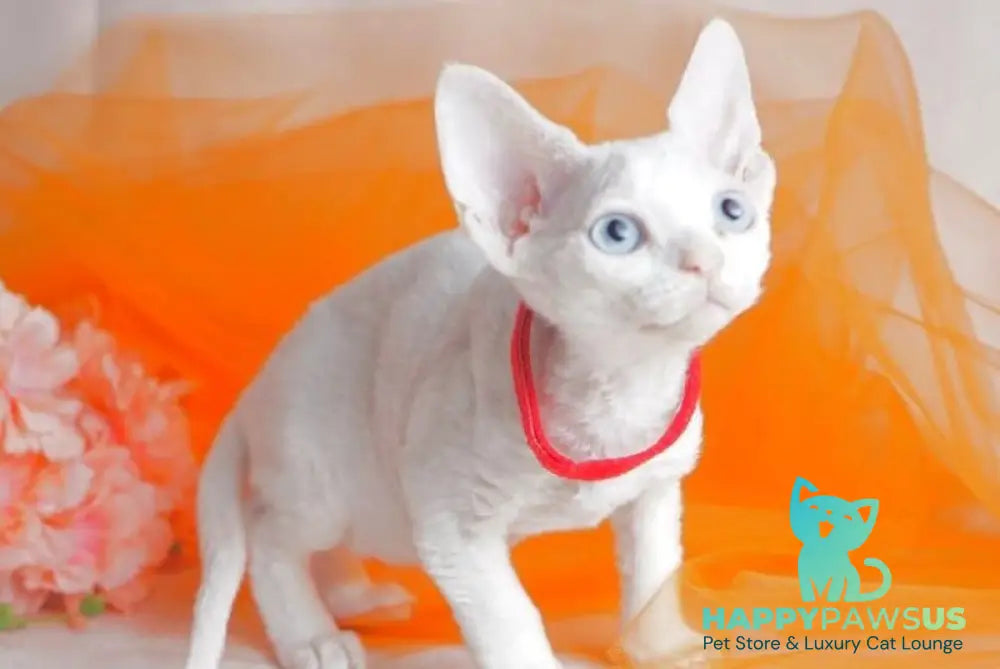 Naitiri Devon Rex female white - live animals