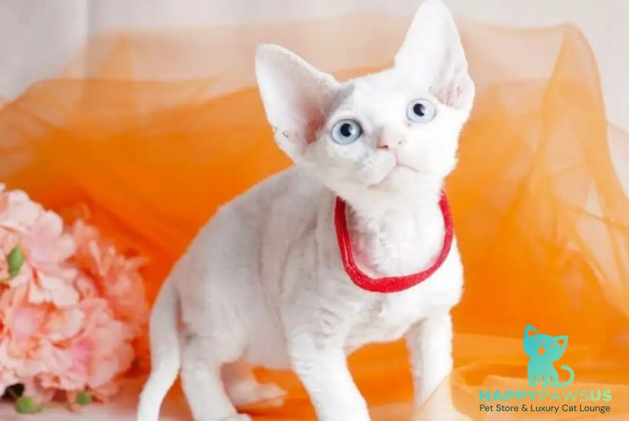 Naitiri Devon Rex female white - live animals