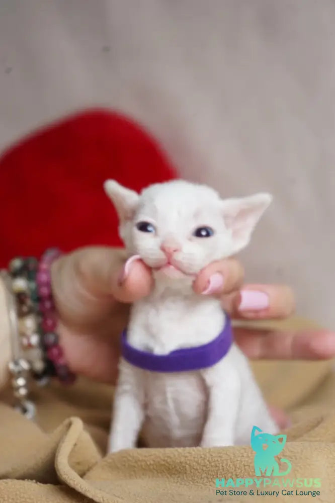 Naitiri Devon Rex female white - live animals