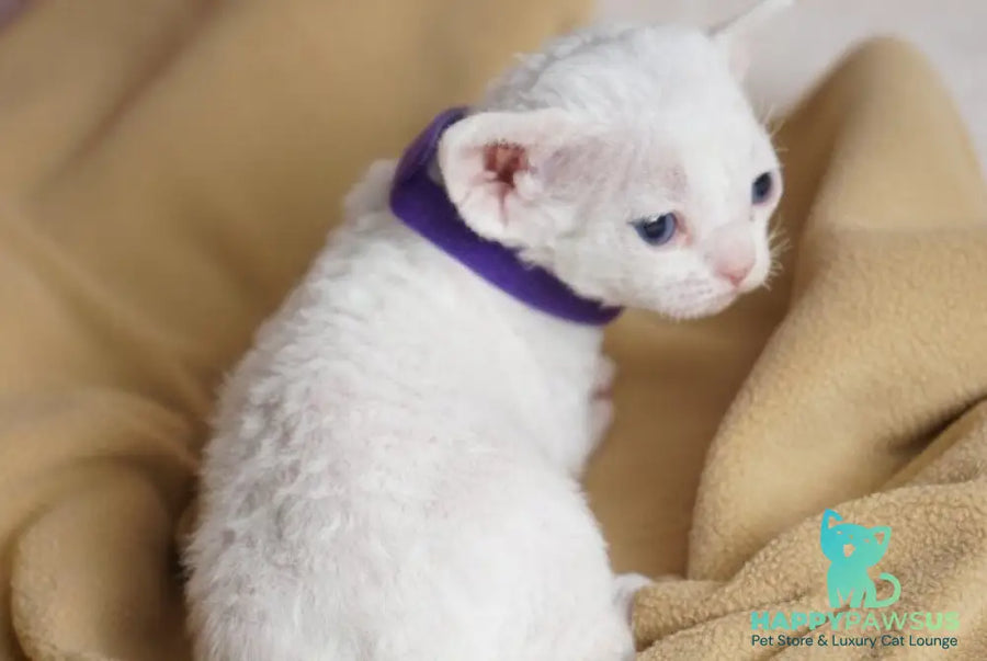 Naitiri Devon Rex female white - live animals