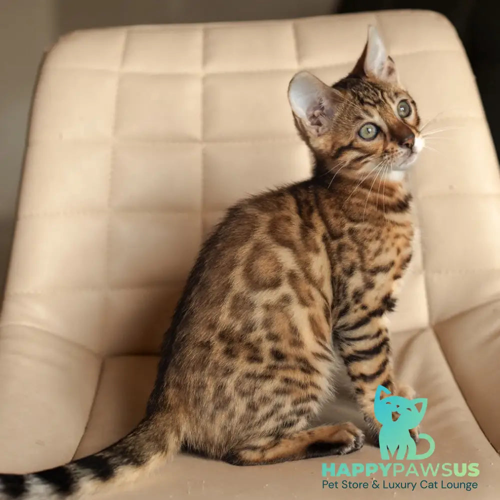 Nala Bengal female black spotted tabby - live animals