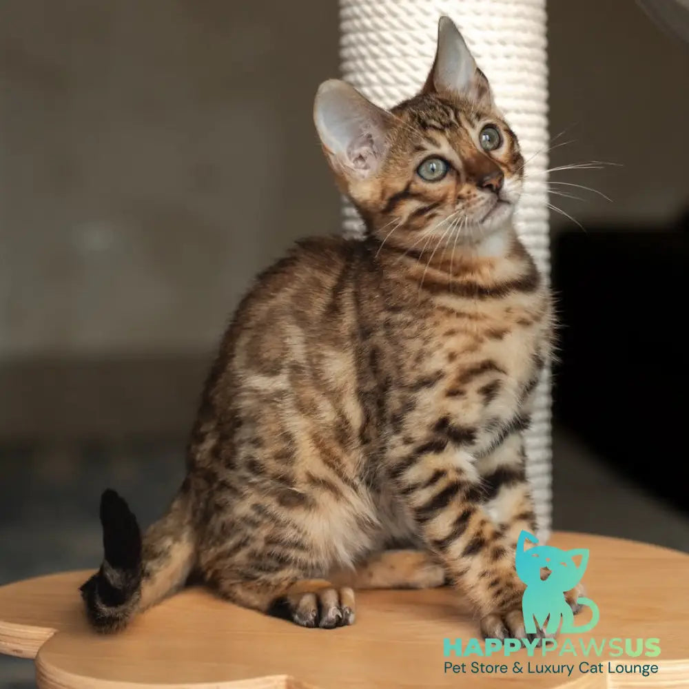 Nala Bengal female black spotted tabby - live animals