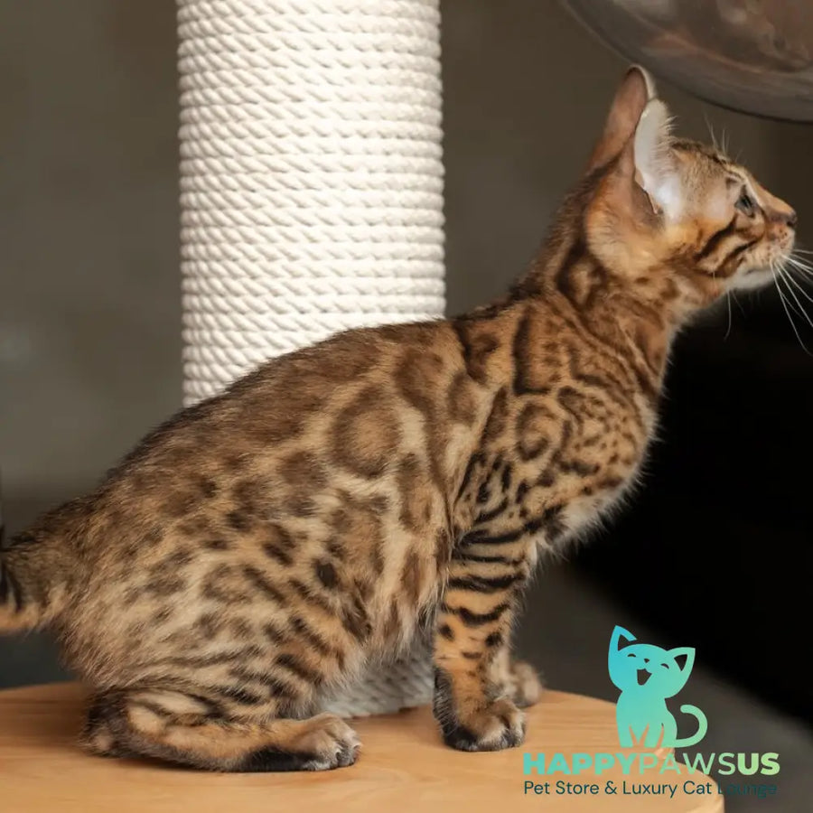 Nala Bengal female black spotted tabby - live animals
