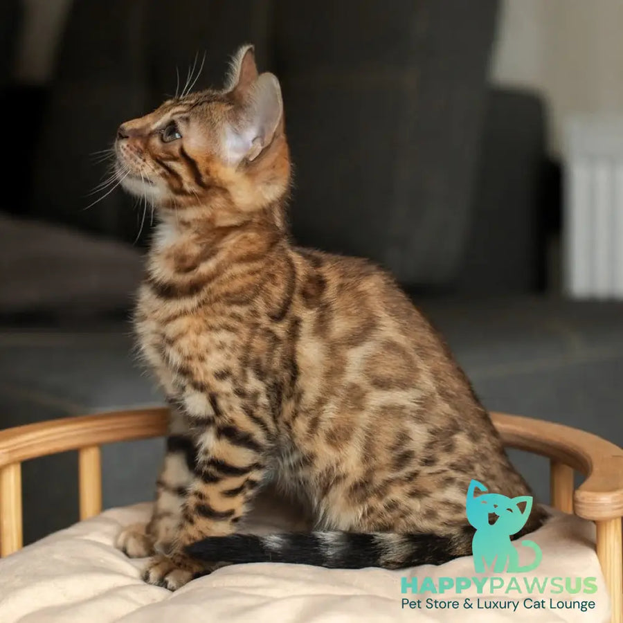 Nala Bengal female black spotted tabby - live animals
