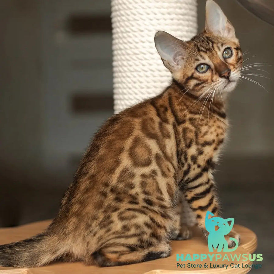 Nala Bengal female black spotted tabby - live animals