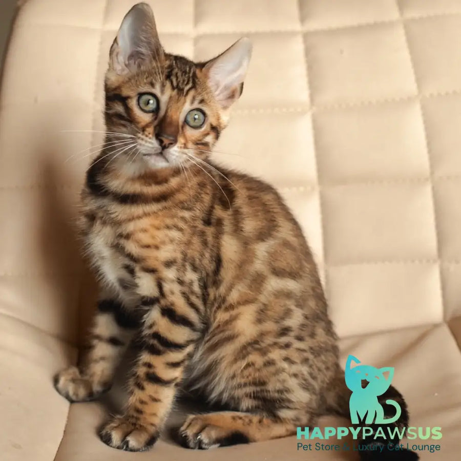 Nala Bengal female black spotted tabby - live animals
