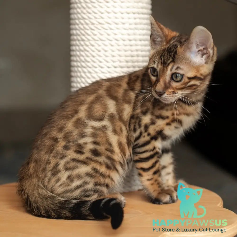 Nala Bengal female black spotted tabby - live animals