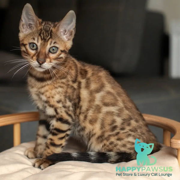 Nala Bengal female black spotted tabby - live animals