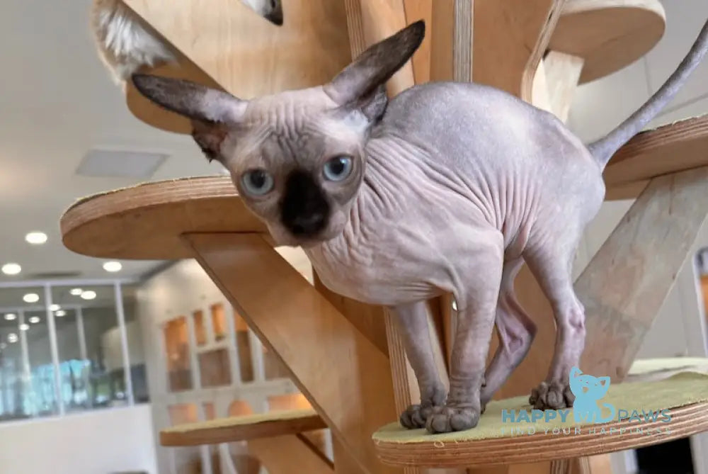 Nala Canadian Sphynx female seal pointed live animals