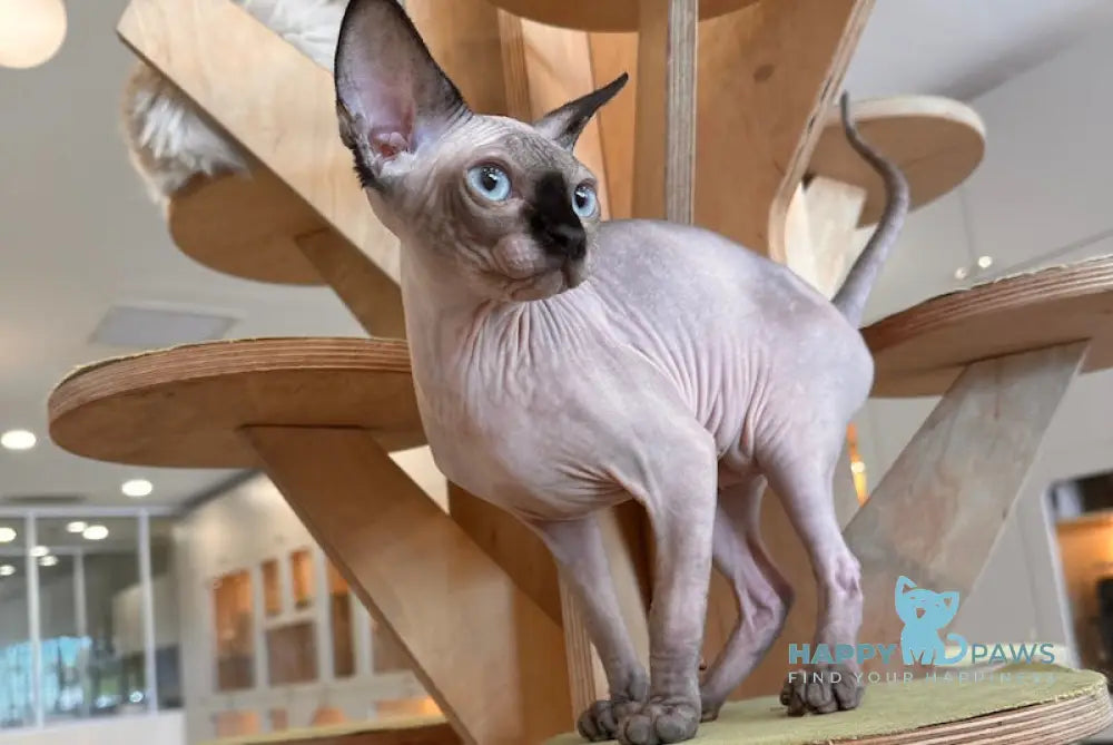 Nala Canadian Sphynx female seal pointed live animals