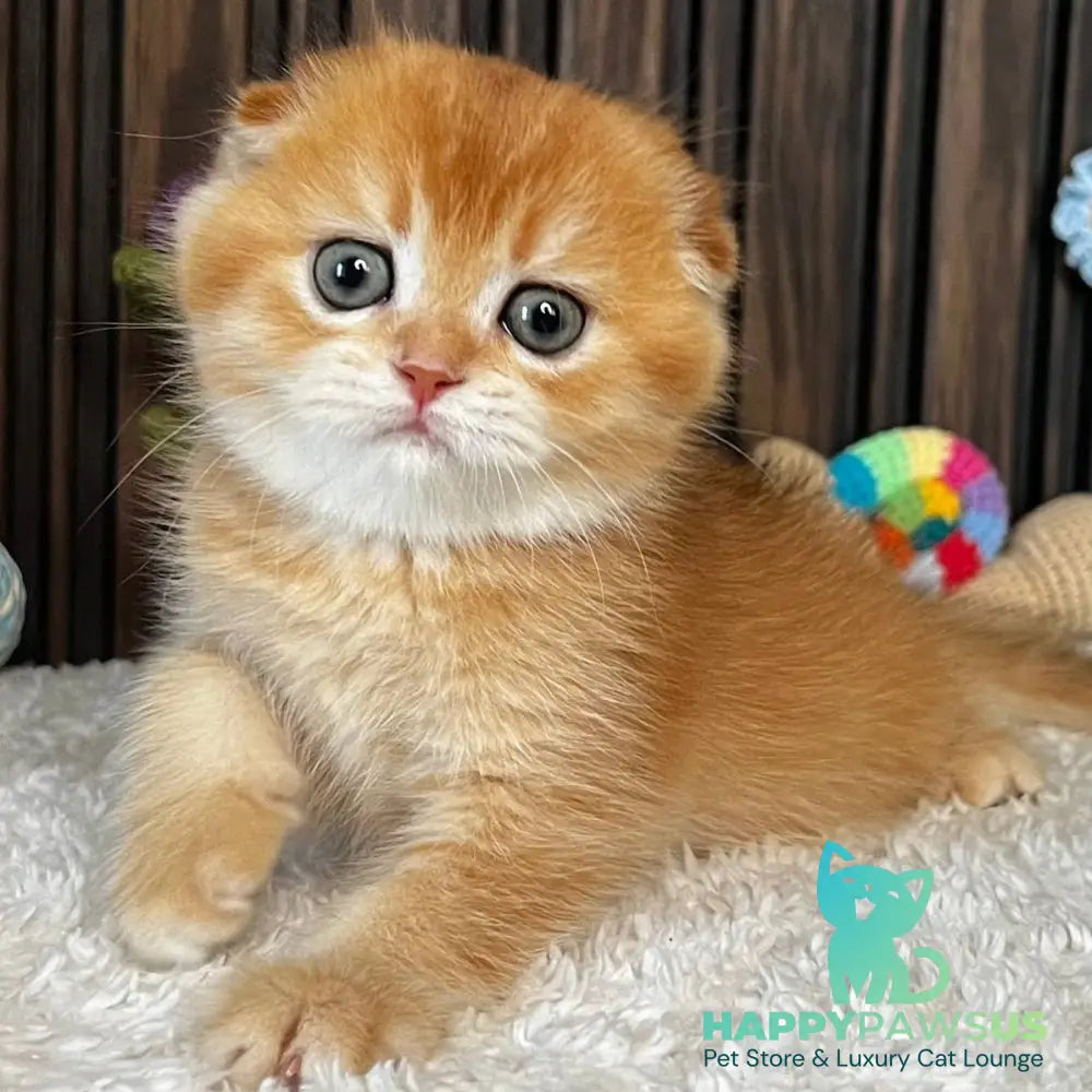 Nala Scottish Fold female black golden chinchilla - live animals