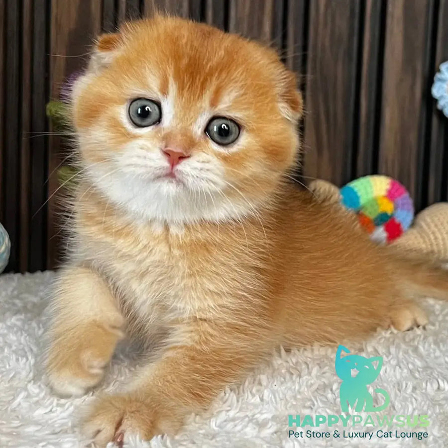 Nala Scottish Fold female black golden chinchilla - live animals