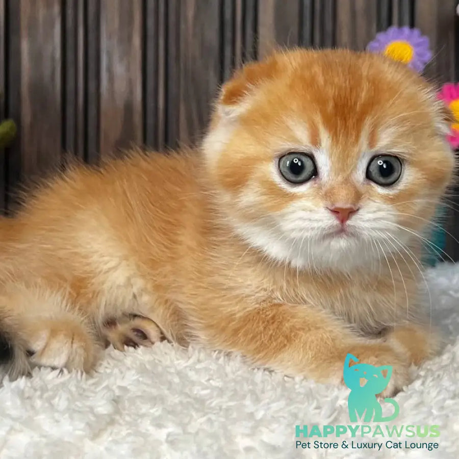 Nala Scottish Fold female black golden chinchilla - live animals