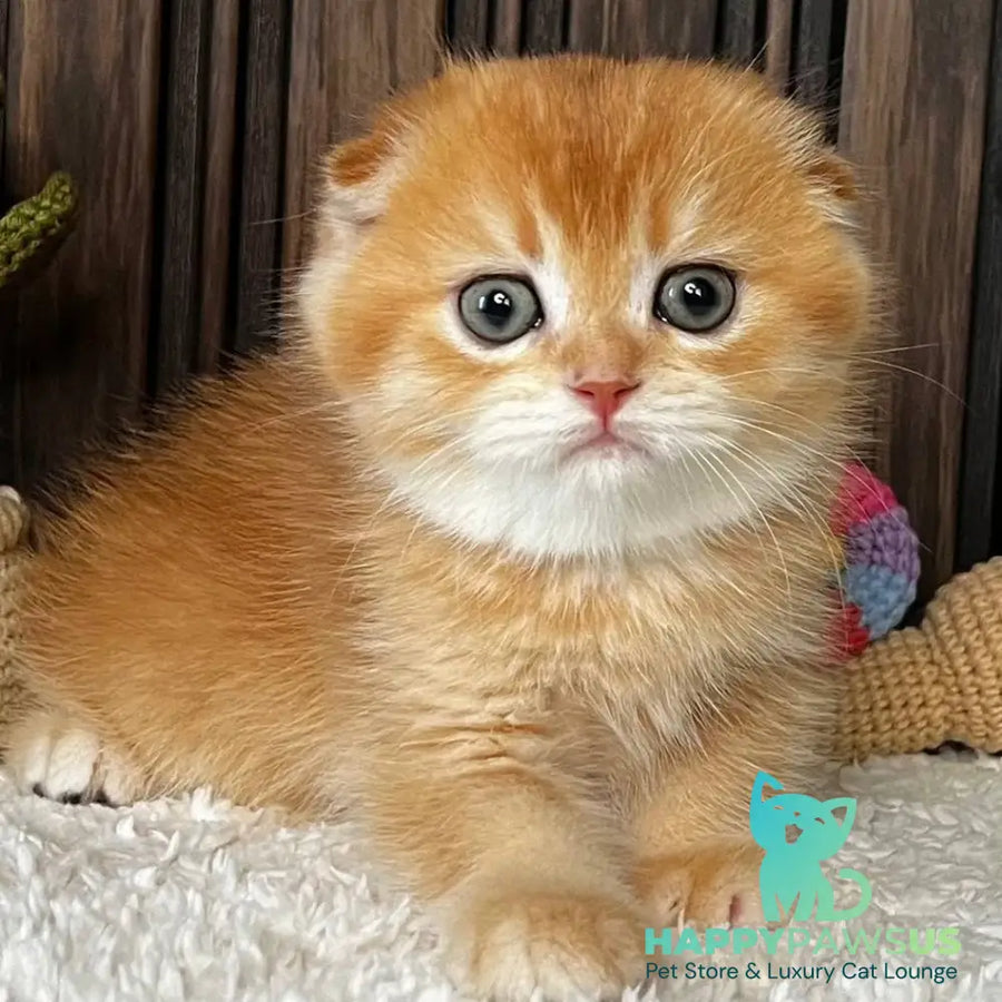 Nala Scottish Fold female black golden chinchilla - live animals