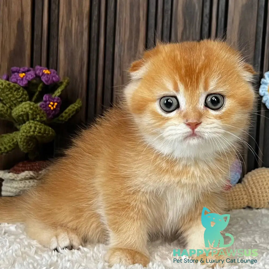 Nala Scottish Fold female black golden chinchilla - live animals
