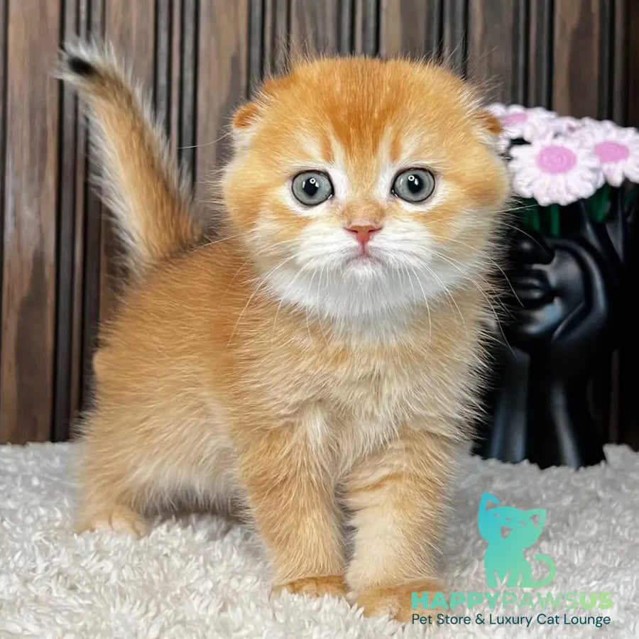 Nala Scottish Fold female black golden chinchilla - live animals