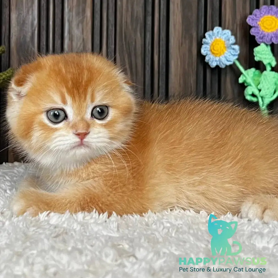 Nala Scottish Fold female black golden chinchilla - live animals