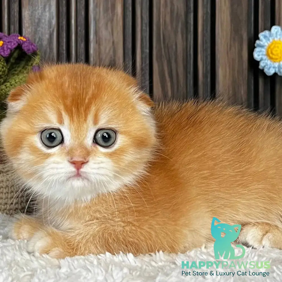 Nala Scottish Fold female black golden chinchilla - live animals
