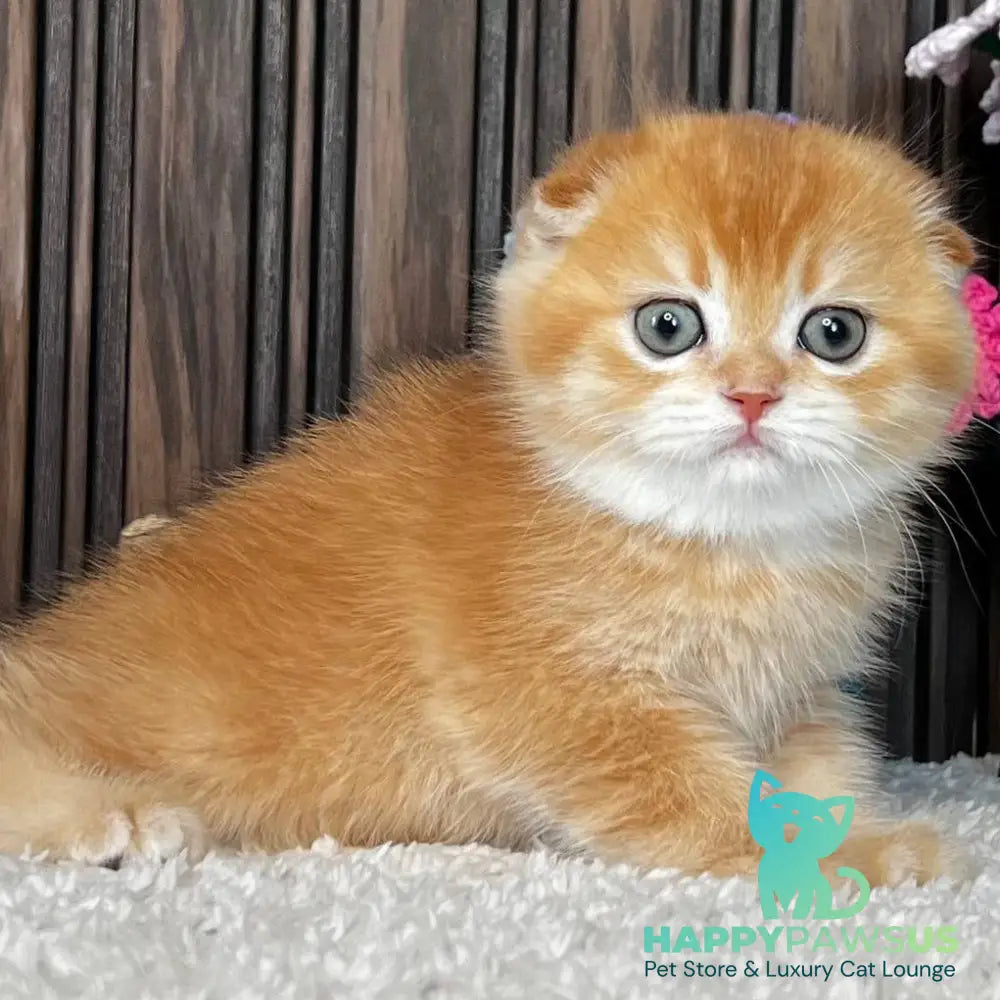 Nala Scottish Fold female black golden chinchilla - live animals