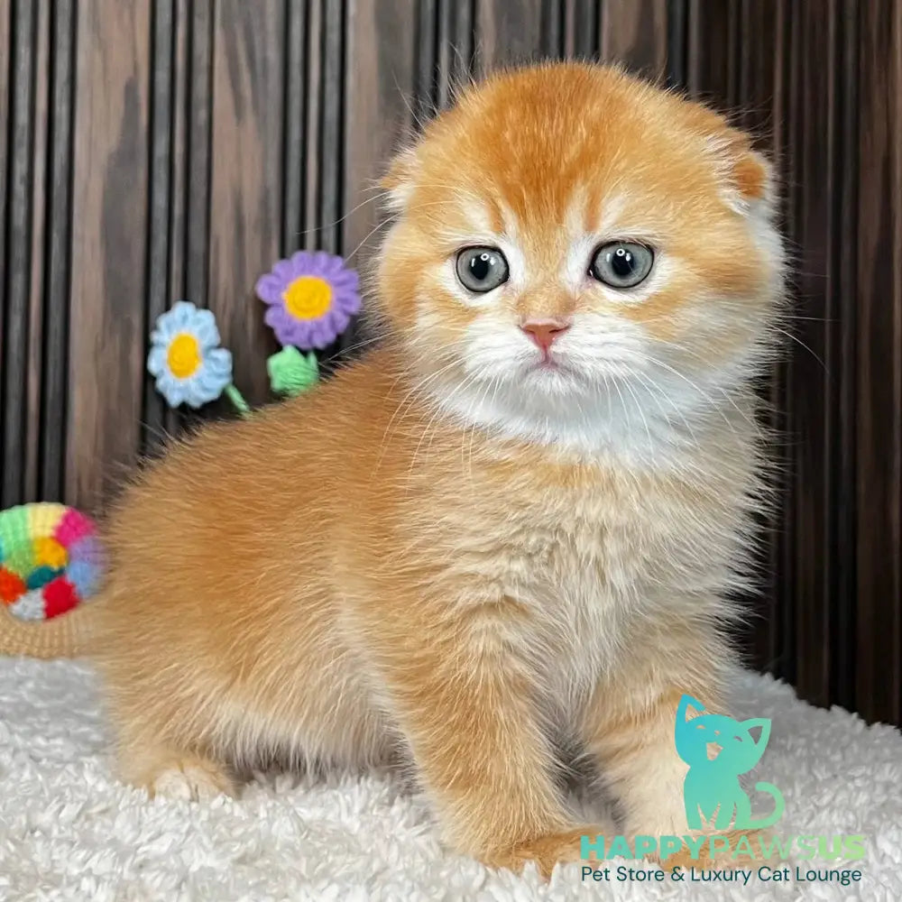 Nala Scottish Fold female black golden chinchilla - live animals