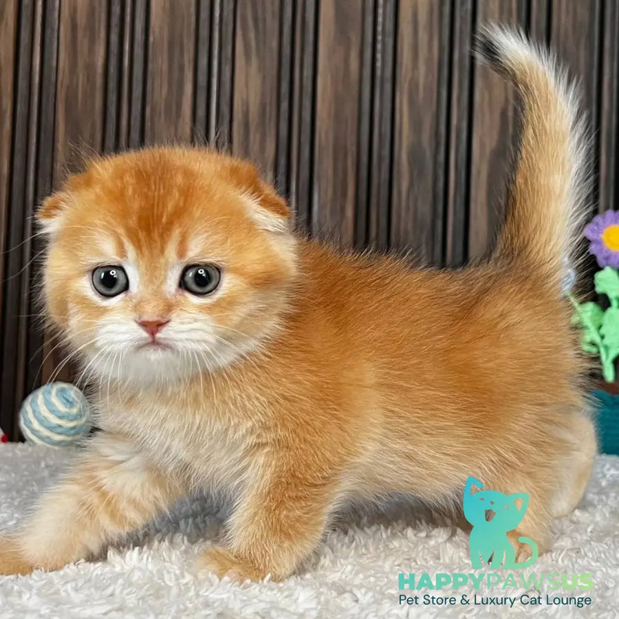 Nala Scottish Fold female black golden chinchilla - live animals