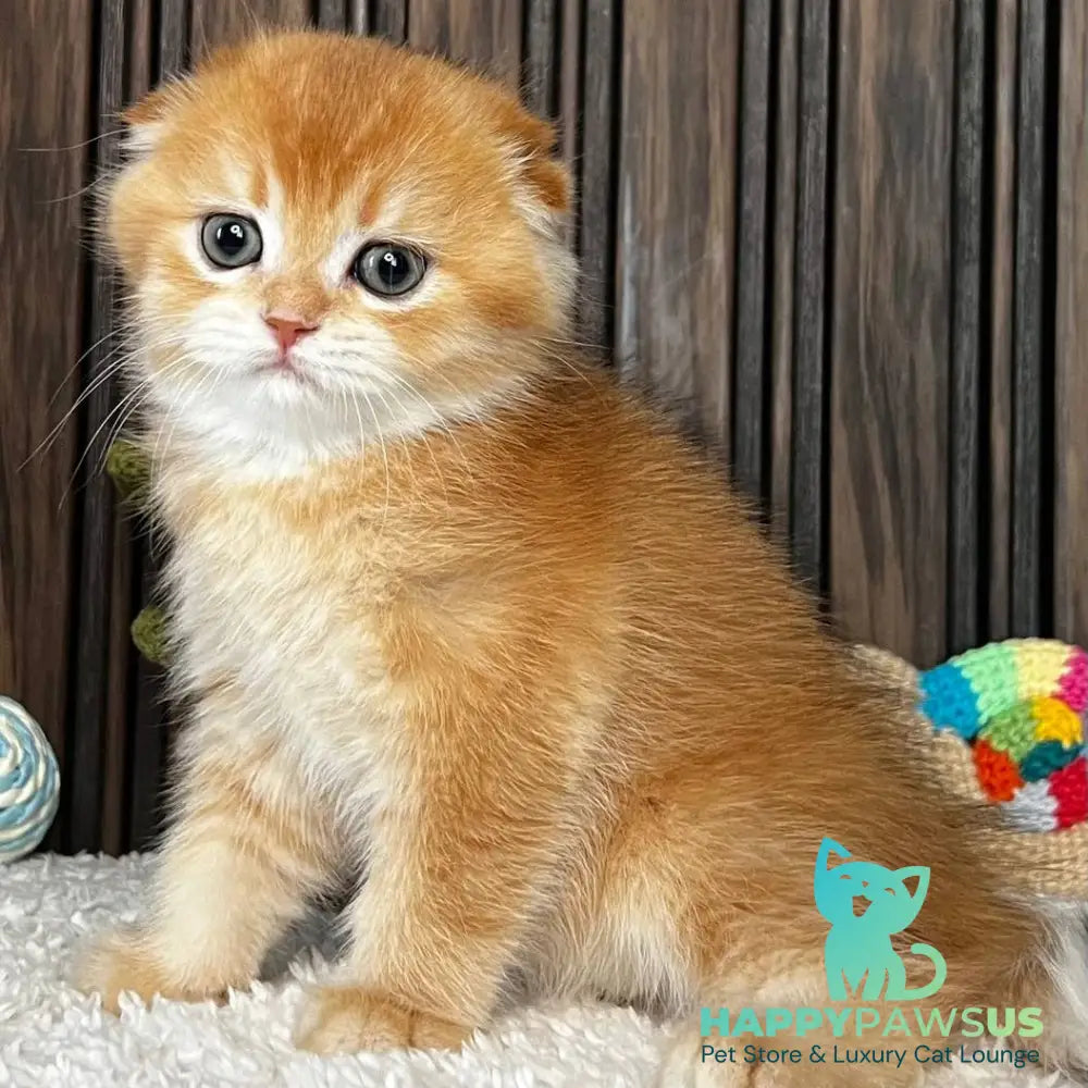 Nala Scottish Fold female black golden chinchilla - live animals