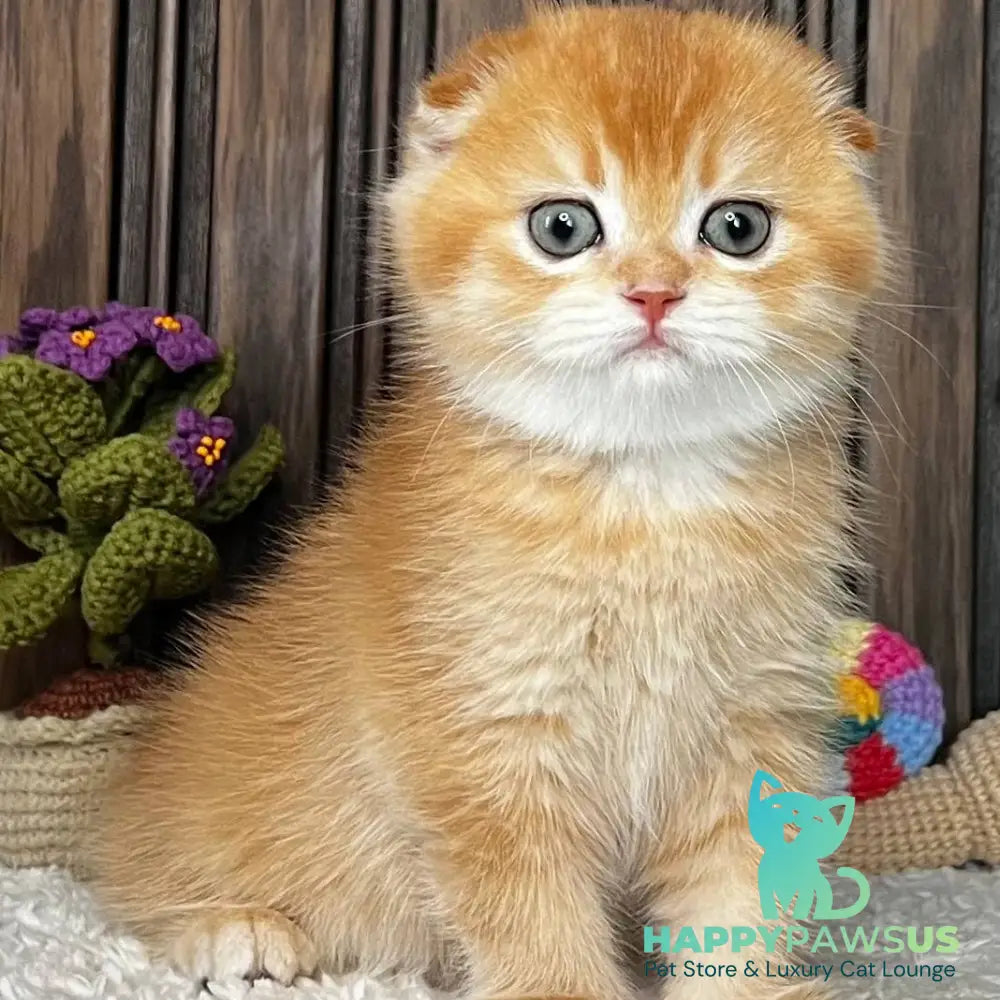 Nala Scottish Fold female black golden chinchilla - live animals