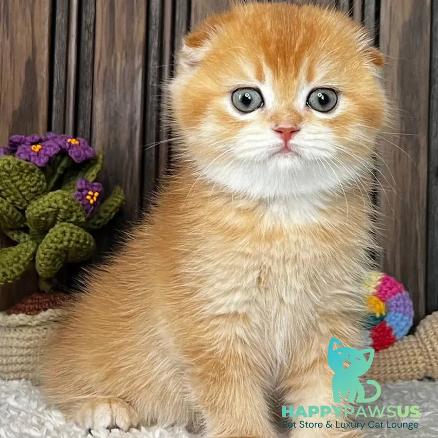Nala Scottish Fold female black golden chinchilla - live animals