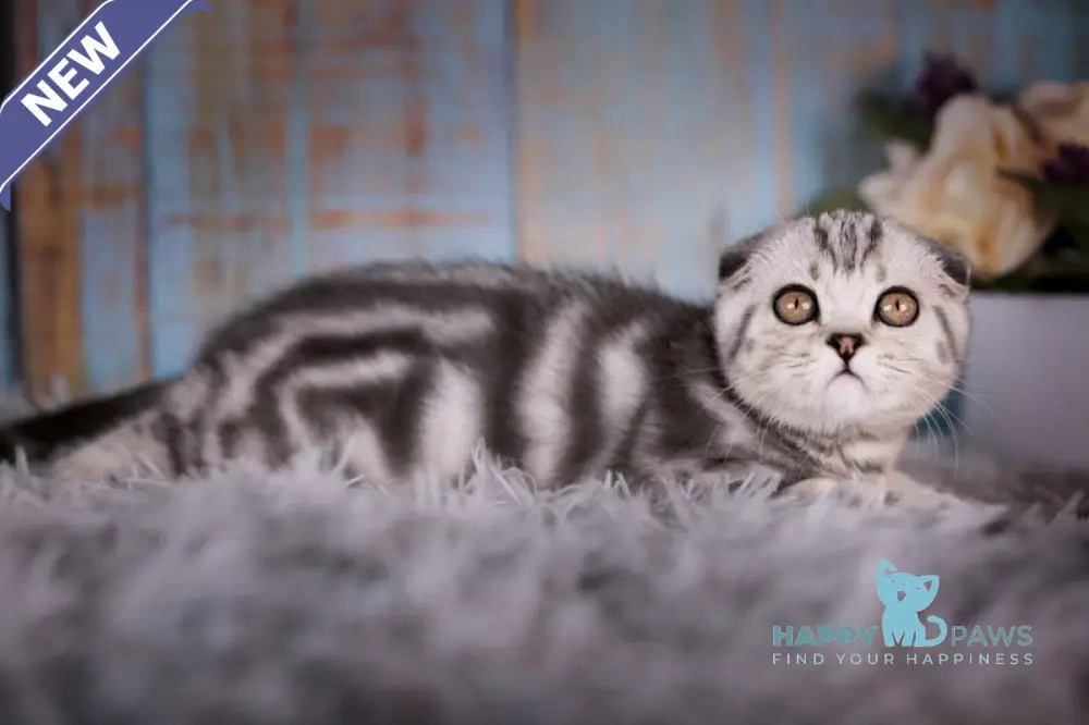 Nala Scottish Fold female black silver tabby live animals