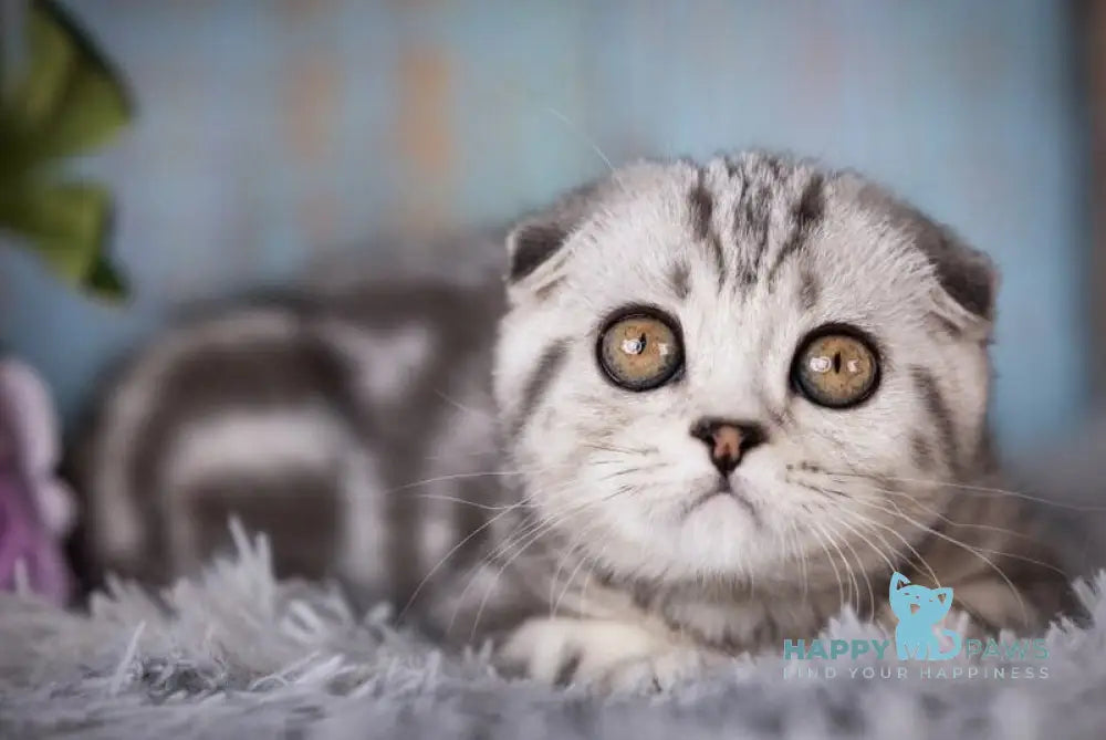 Nala Scottish Fold female black silver tabby live animals