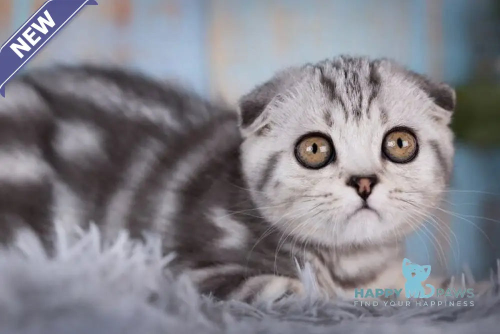 Nala Scottish Fold female black silver tabby live animals