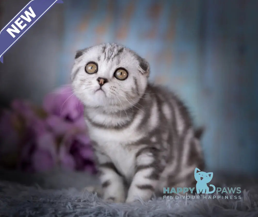 Nala Scottish Fold female black silver tabby live animals