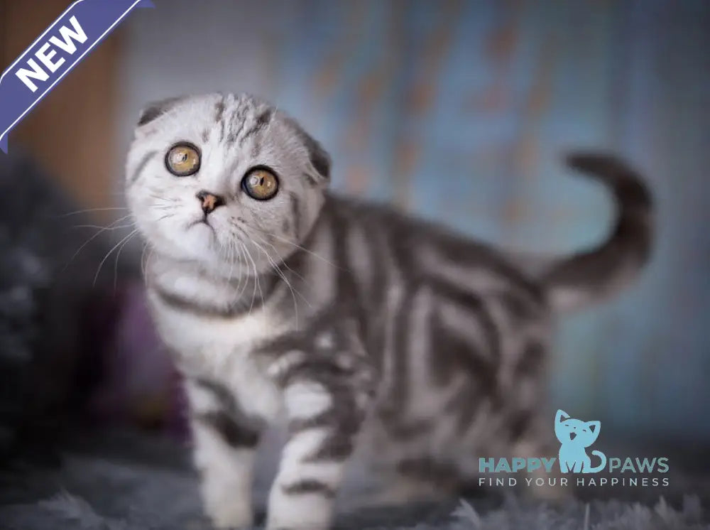 Nala Scottish Fold female black silver tabby live animals