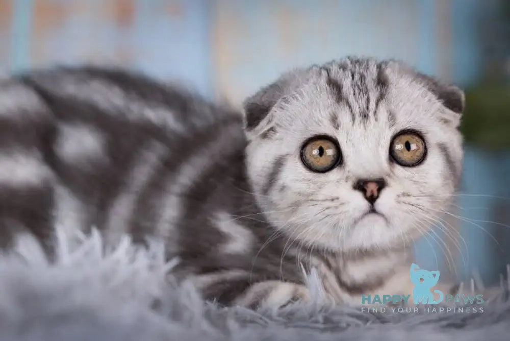 Nala Scottish Fold female black silver tabby live animals