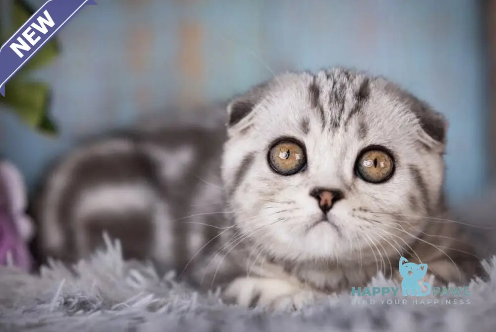 Nala Scottish Fold female black silver tabby live animals