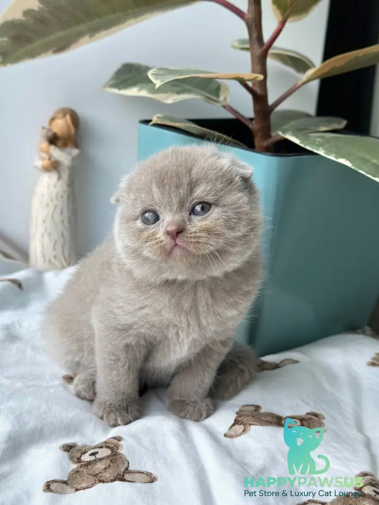 Nala Scottish Fold female lilac - live animals