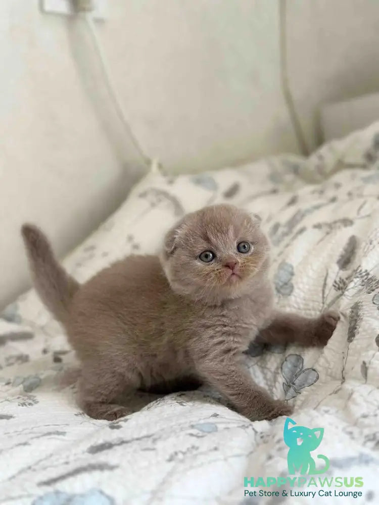 Nala Scottish Fold female lilac - live animals