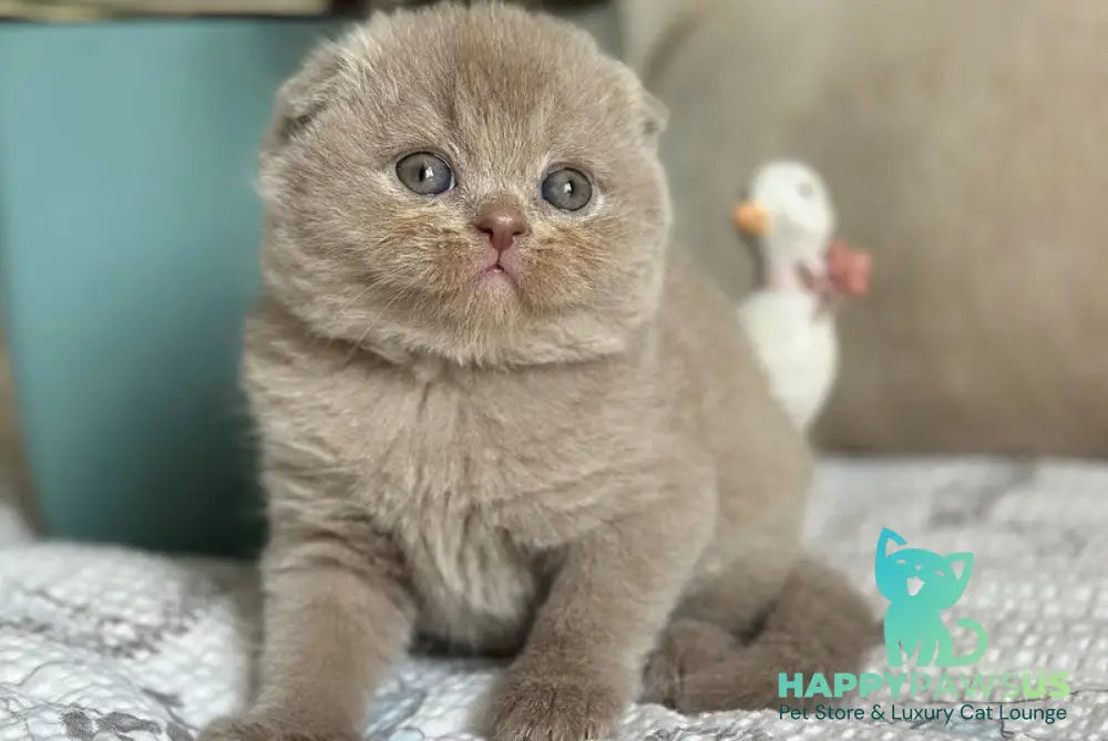 Nala Scottish Fold female lilac - live animals