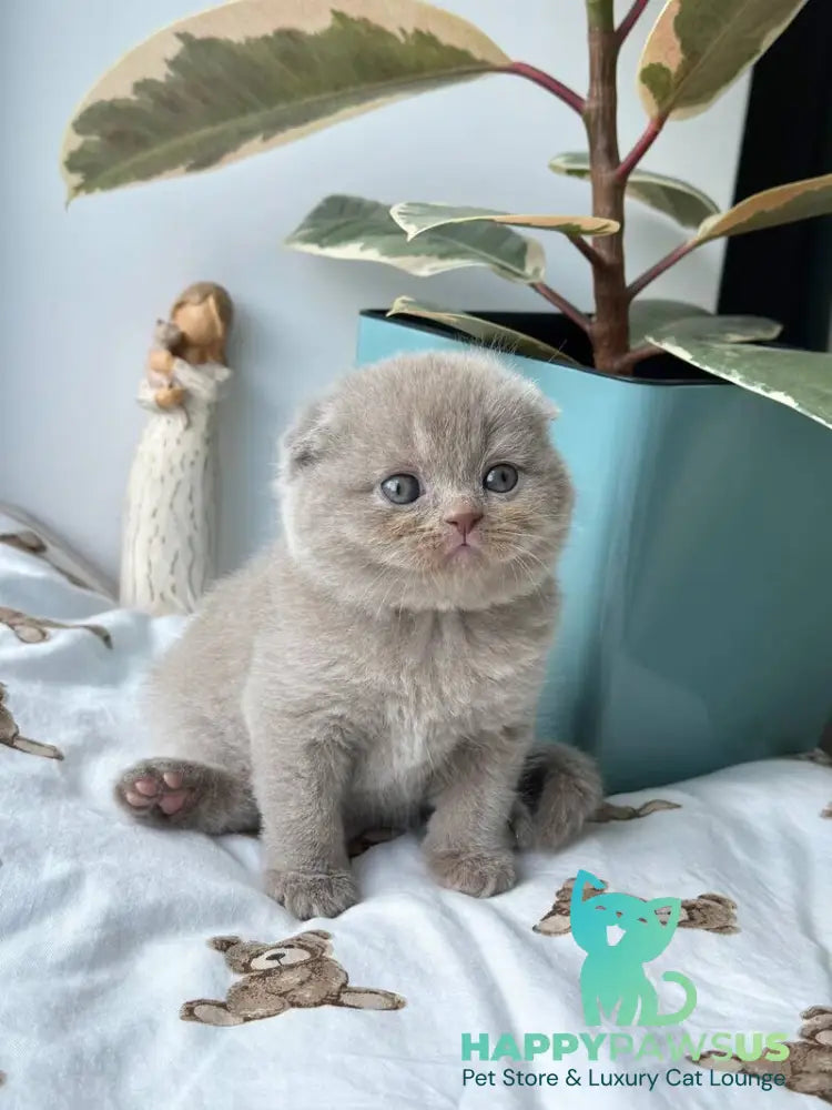Nala Scottish Fold female lilac - live animals