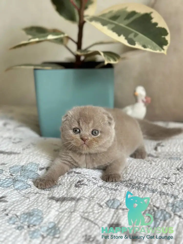 Nala Scottish Fold female lilac - live animals