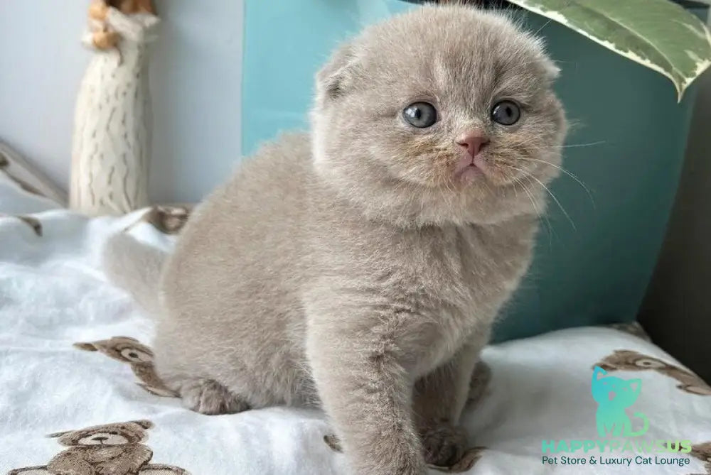 Nala Scottish Fold female lilac - live animals