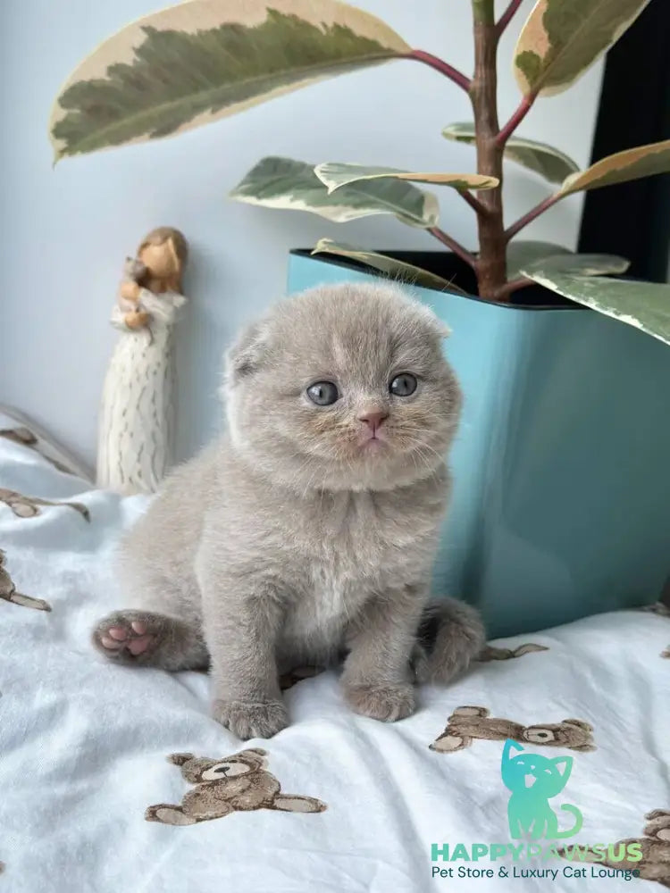 Nala Scottish Fold female lilac - live animals