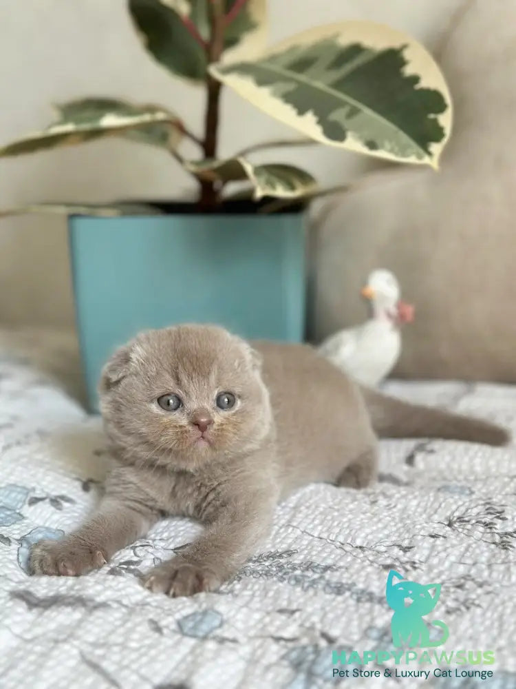 Nala Scottish Fold female lilac - live animals