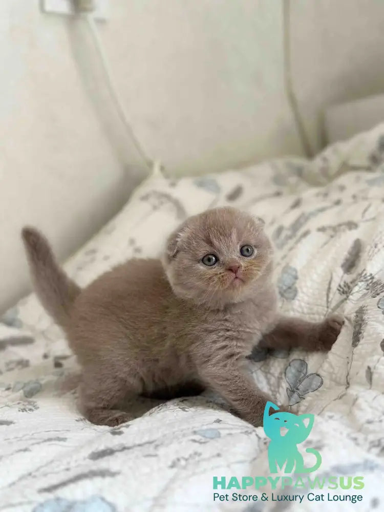 Nala Scottish Fold female lilac - live animals