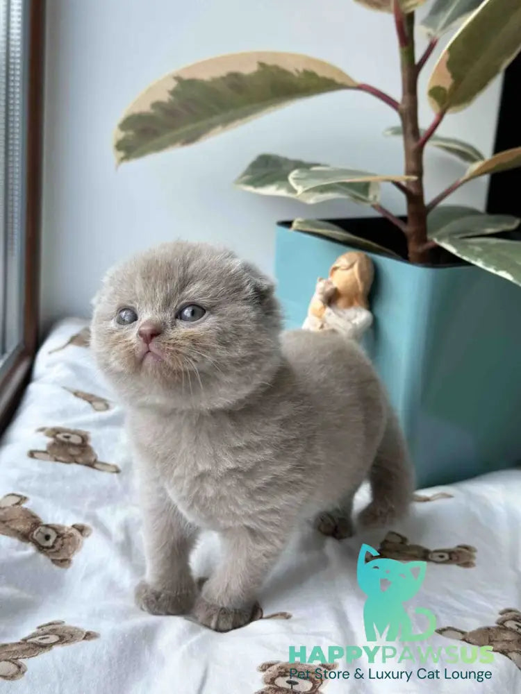 Nala Scottish Fold female lilac - live animals