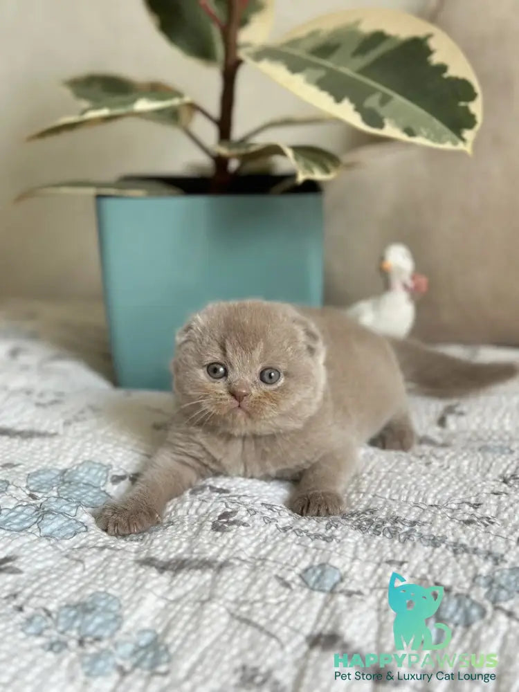 Nala Scottish Fold female lilac - live animals
