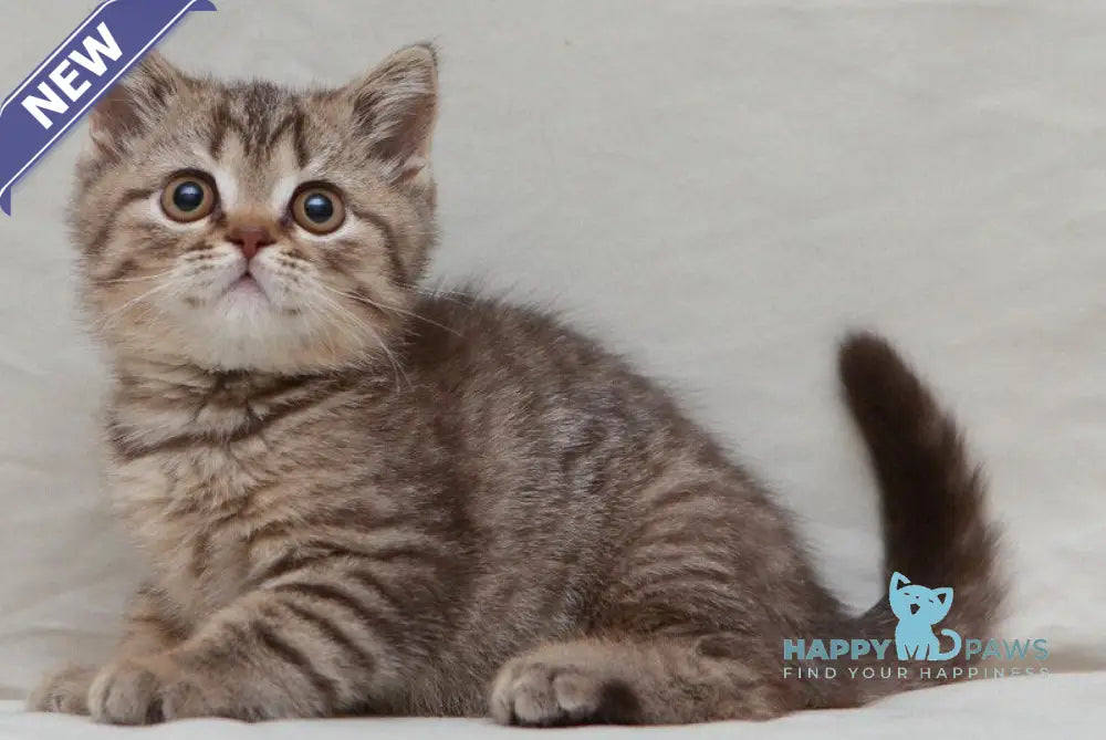 Nalim British Shorthair male chocolate spotted tabby live animals